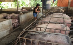 Bù lỗ để nuôi lợn, người chăn nuôi lao đao tìm lối ra