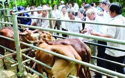 Trao con bò, trao “cái cần câu”