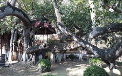 Cây đa cổ thụ 13 gốc lớn nhất Việt Nam trên 300 năm tuổi ở Hải Phòng