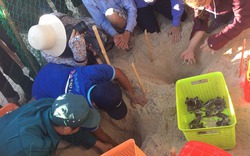Thả hàng trăm rùa con về môi trường biển