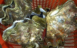 Đại gia Việt săn ốc khổng lồ nặng 10kg, giá 4 triệu