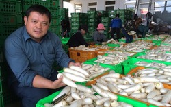 Tự hào nông dân Việt Nam 2017: Giám đốc bắt tay với 1.000 nông hộ, tạo doanh thu 1 tỉ/ngày