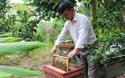 Bí quyết thu hàng nghìn lít mật từ mô hình nuôi ong VietGAP