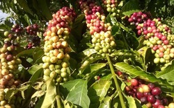 Robusta tăng vọt đẩy giá nội địa lên mốc mới, hồ tiêu rớt mạnh về mức 62