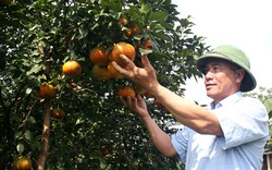 “Lạc trôi” trong trang trại cam bù chín mọng đẹp nhất vùng