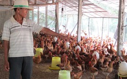 Từ khu đất sỏi nuôi vài trăm con gà thành trang trại thu 3 tỉ đồng