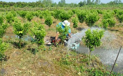 Kỹ thuật chăm sóc và phòng trừ dịch hại cây ăn trái trong mùa khô
