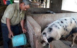 Lão nông Khơ Mú chăn nuôi lợn thu nhập "khủng" mỗi năm