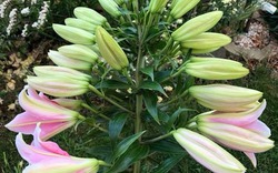 Bí quyết trồng cây hoa ly "vỡ kế hoạch" trổ liền 40 bông của người mẹ Việt ở New Zealand