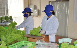Mô hình trồng rau thủy canh ‘3 không’ ở thị xã Đông Triều