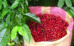 Cú lật đổ Robusta kéo giá nội địa mất gần 1 triệu đồng/tấn