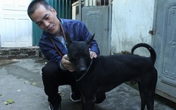 Gặp người sở hữu trại chó Phú Quốc tiền tỉ ở Hà Nội