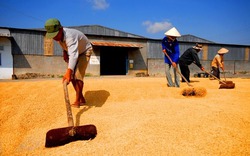 Ngành trồng trọt vượt qua năm khó khăn