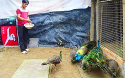 Trang trại nuôi chim công đầu tiên ở Cần Thơ thu 200 triệu đồng/năm