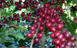 Lo phá giá USD cà phê tăng mạnh, hồ tiêu lừng khừng
