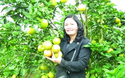 Trồng cam VietGAP giúp nhà vườn Hà Tĩnh thu gần nửa tỉ/năm