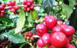 Robusta London bị 'vùi dập', hồ tiêu không giữ được đà tăng