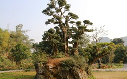 Kỳ lạ cây duối sống trên tảng đá hàng nghìn năm như bàn tay Phật