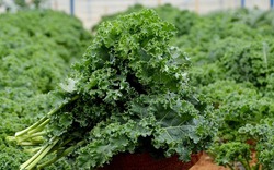 Nhà vườn bội thu nhờ trồng giống ngoại cải xoăn Kale