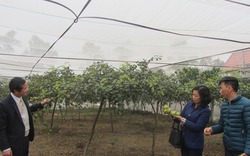 Kỹ thuật trồng táo trong nhà lưới ngăn ruồi vàng