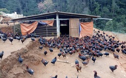 Nể phục lão nông người Mông nuôi cả ngàn gà nòi bán tết
