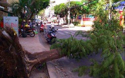 Nhiều cây xanh chết oan do công trình... chạy Tết