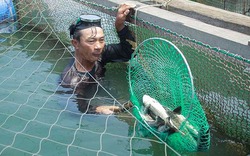 Vụ cá chết ở Quảng Ngãi: Nghi cá bị “sốc” do thay đổi môi trường đột ngột