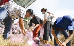 Nông sản Việt và những bài học thị trường