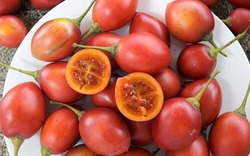 Cà chua thân gỗ “gây sốt” một thời bây giờ ra sao?