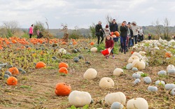 Nông trại bí ngô khổng lồ cho mùa Halloween