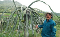 Từ “ba không” thành tỷ phú thanh long đất “đá dựng”