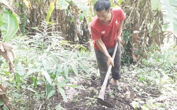 Trồng cây thảo dược, nhàn mà thu trăm triệu mỗi năm