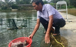 "Biệt tài" ươm cá giống bán cả sang Lào, thu tiền tỉ/năm của lão nông U70