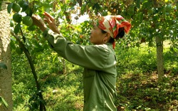 Hội Nông dân Mộc Châu giúp nông dân tiếp cận vốn vay