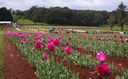 “Lạc lối” giữa nông trại hoa tulip đẹp như tranh