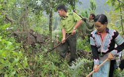 “Tiếp sức” cho những cánh rừng Lai Châu thêm xanh