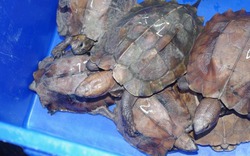 Rùa đầu to được “phù phép” có nguồn gốc hợp pháp từ trang trại