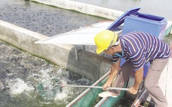 Đã mắt với mô hình nuôi cá tạo sông trong ao của “siêu nông dân” Bắc Giang