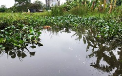 Trang trại chăn nuôi lợn gây ô nhiễm, "ngồi trong nhà cũng phải đeo khẩu trang"