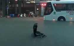 Sự thật rắn hổ mang chúa khổng lồ xuất hiện trên đường ngập nước ở Nha Trang