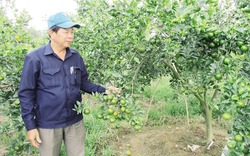 Lão nông "U60" xứ Quảng biến đất cằn thành trang trại