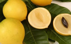 Kỳ lạ loại trái cây màu vàng óng, giá gần nửa triệu đồng 1 quả