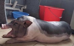 Độc lạ sinh viên nuôi lợn cảnh mini trong kí túc xá, ai ngờ phổng phao to như lợn thịt