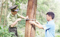 Hạt Kiểm lâm Yên Thế: Điểm sáng bảo vệ, phát triển rừng