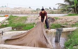 Mạnh dạn nuôi cá trắm đen nước lợ, thu tiền tỉ