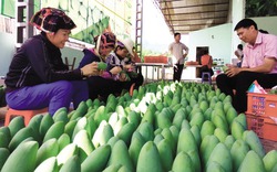 Nông sản Sơn La đã có mặt trên thị trường quốc tế