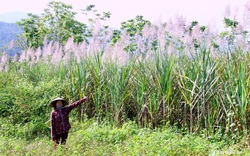 Mía trổ cờ trắng đồng, nông dân Quế Phong lo lắng