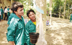 Người dân Điện Biên nhận tiền tỉ khi góp đất trồng cây "vàng trắng"
