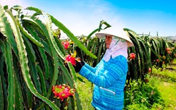 Lo Trung Quốc không "ăn" hàng, nông dân làm thanh long VietGAP