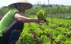Đến khu du lịch Yang Bay Khánh Hoà, ghé mô hình trồng rau hữu cơ đầu tiên